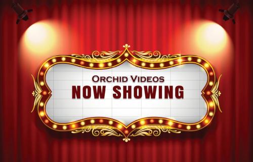 Orchid Videos Now Showing