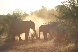Elephants Mapungubwe